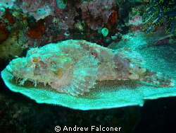 I came across this scorpion fish while diving at Bunaken ... by Andrew Falconer 